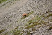 2015-06-24_03Murmeltiere (187).JPG